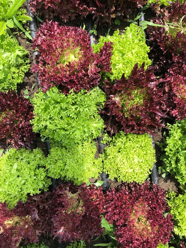 Country Market Garden – 7346 Riverview Line Chatham.