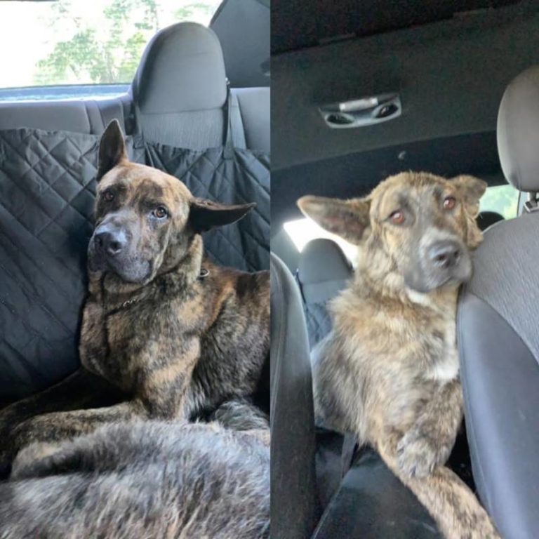 UPDATE – Home.  Dogs found outside of Thamesville