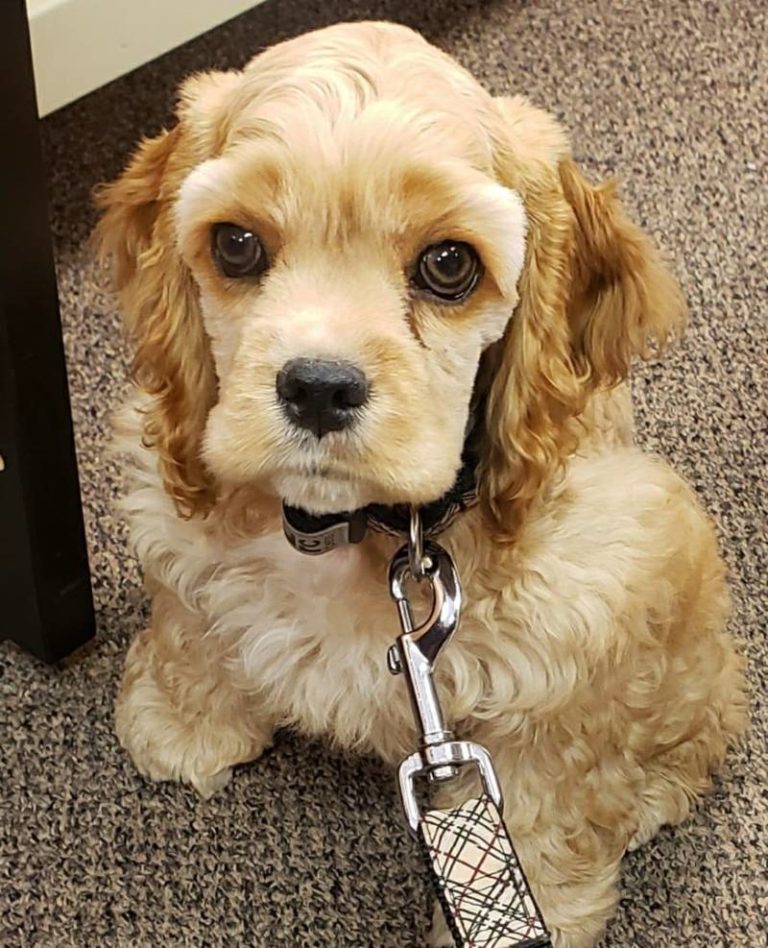 Kim Murray Insurance Agency Ltd Desjardins Insurance Agent