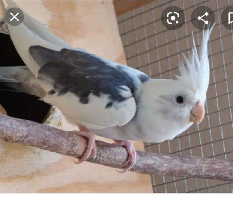 Missing Bird from Chatham