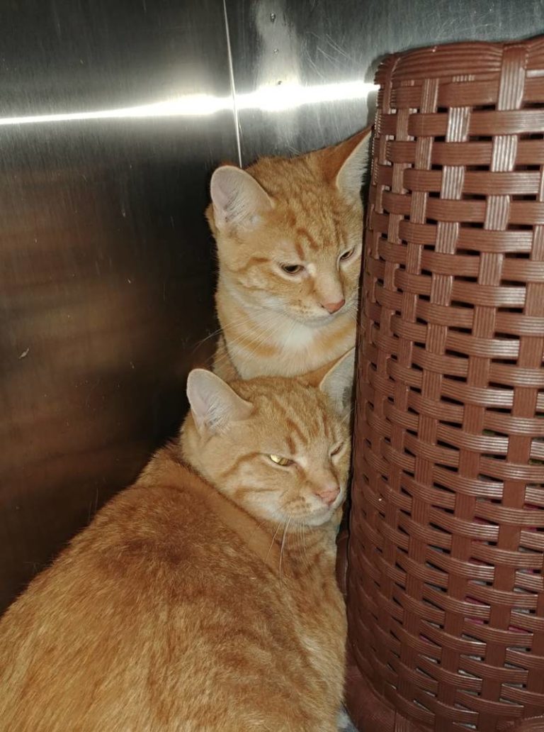 2 cats found in Wallaceburg