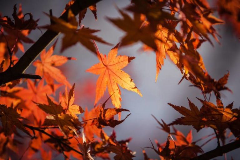 Mainly cloudy, chance of showers, risk of frost tonight, high 14°C