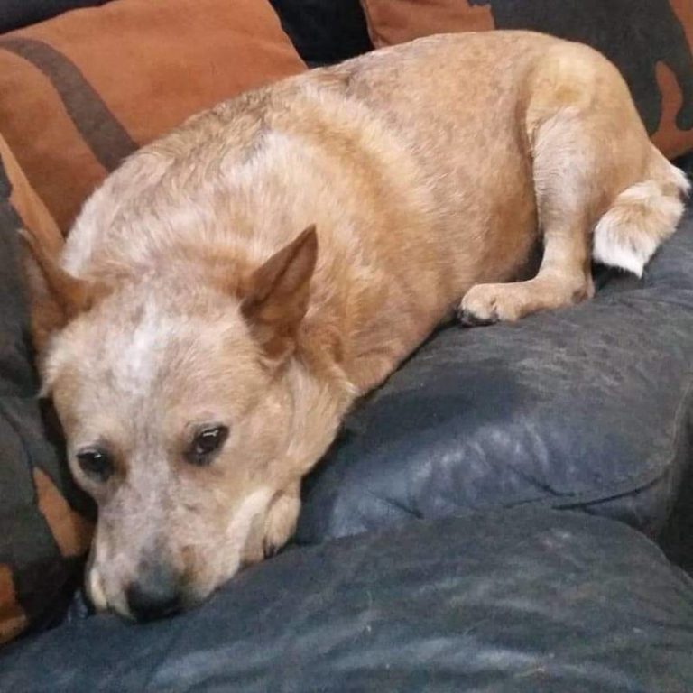 Missing Dog in Kent Bridge