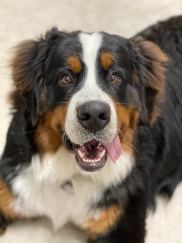 Love Unleashed Pet Retreat (519) 401-9959