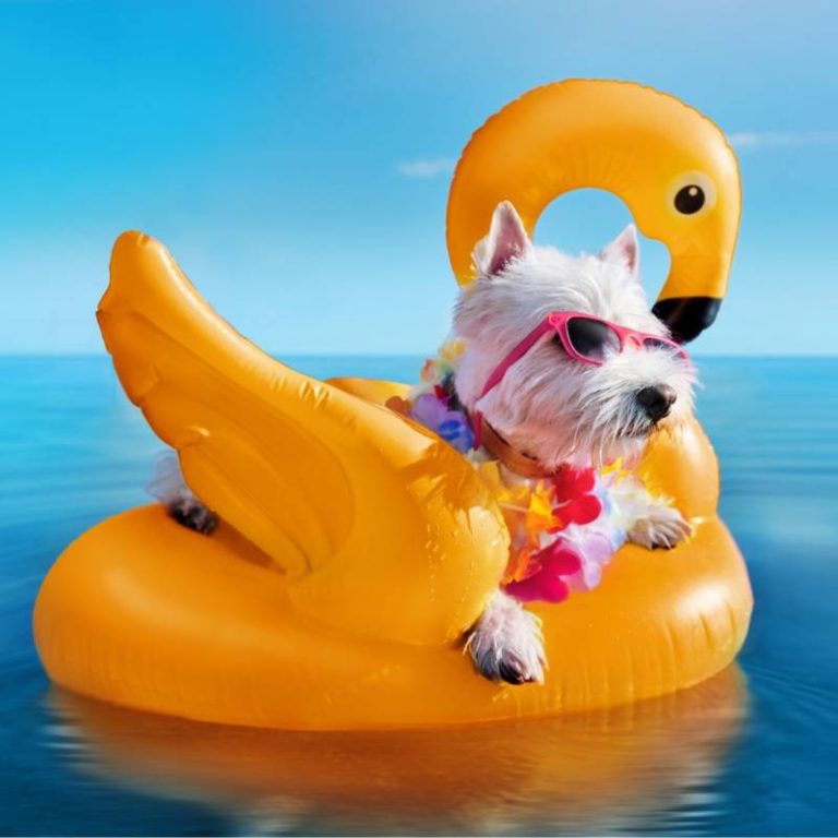 Splash Pool, Chemicals and Supplies