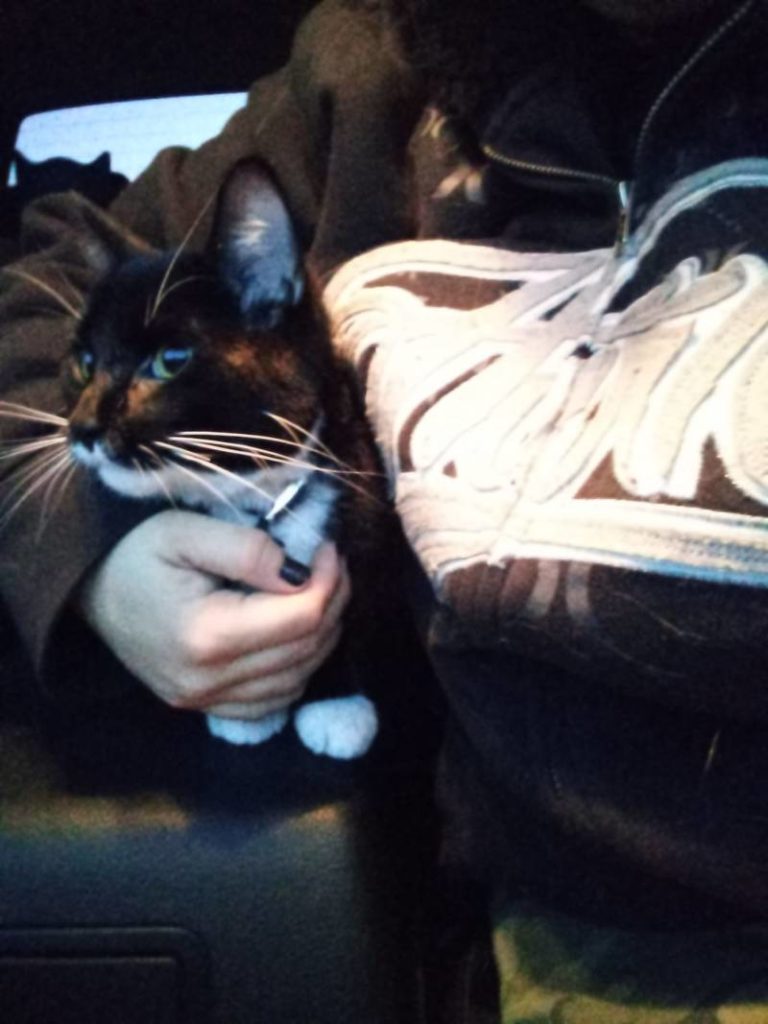 Cat found on Elgin and Selkirk in Wallaceburg