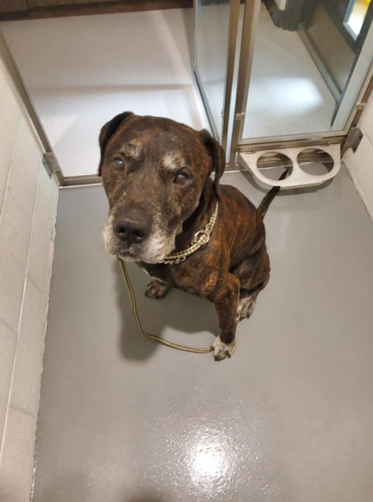 Dog Found on Elgin St. in Wallaceburg.