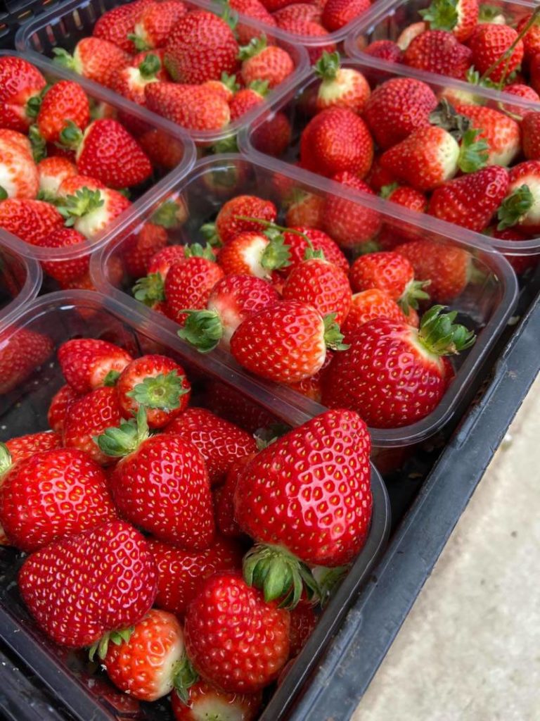 Jennen Strawberry Farm – We have Strawberries!!