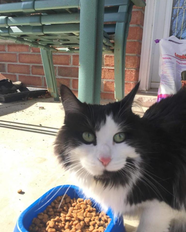 Missing Cat between Wallaceburg and Port Lambton