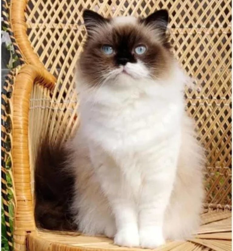 Update: Home. Missing Indoor Cat – Wallaceburg