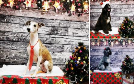 Love Unleashed Pet Retreat (519) 401-9959