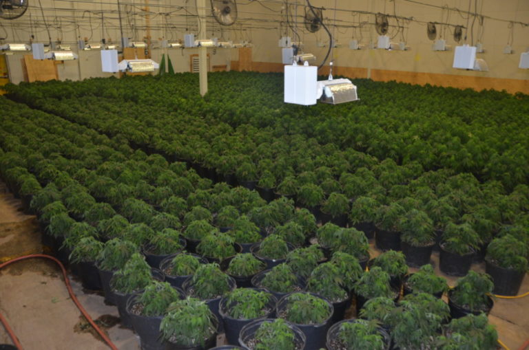 $25.5-million in pot seized after four illegal marijuana grow ops busted in C-K