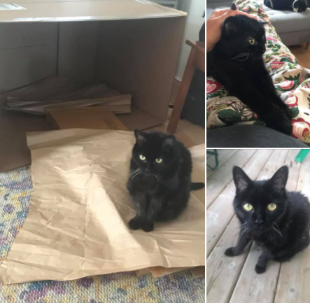 Roxie is missing in Dresden