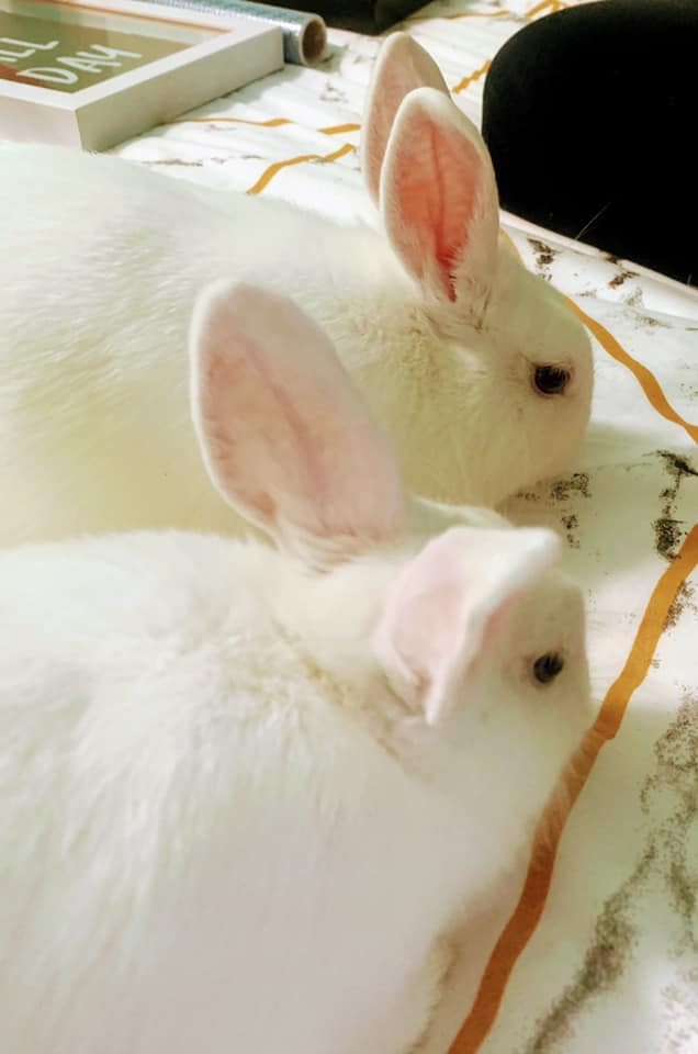 Missing Bunnies in Wallaceburg