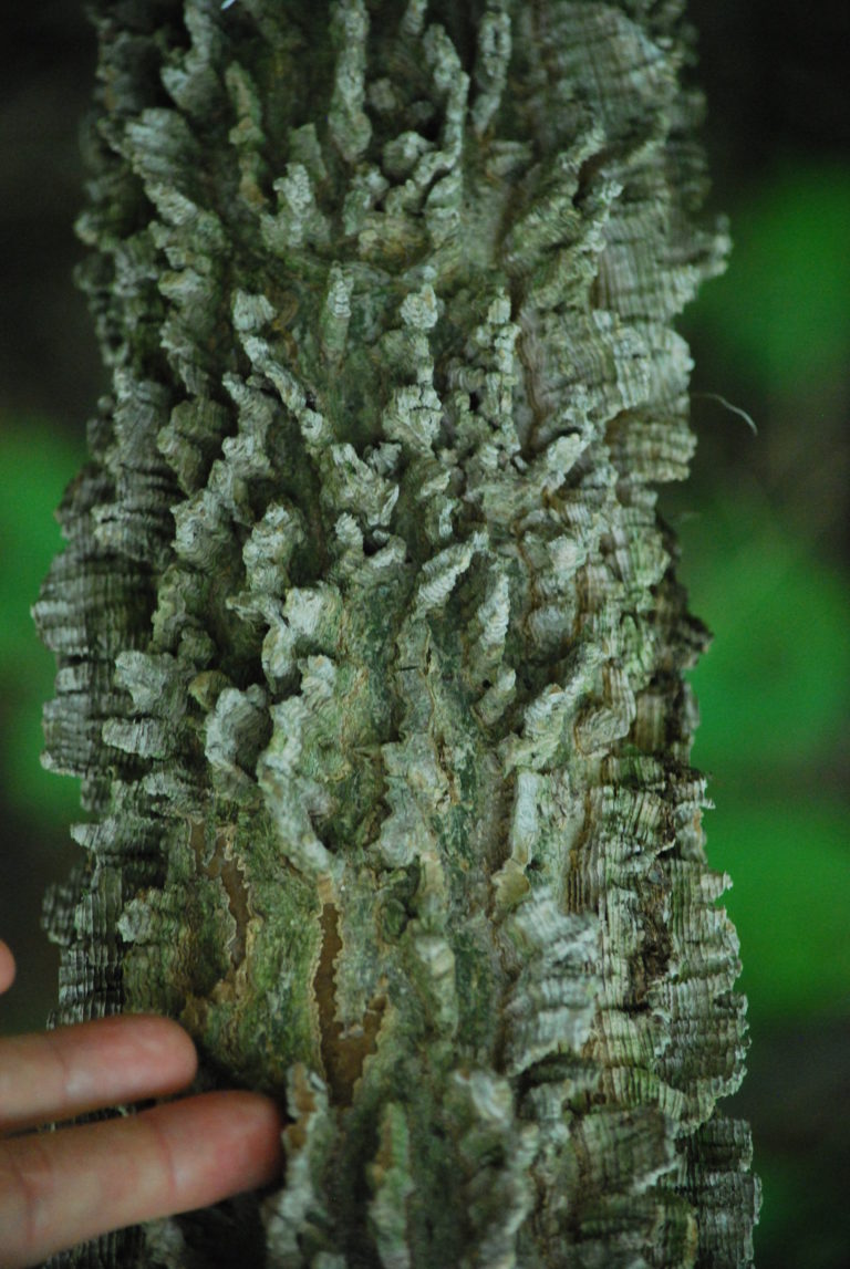 Winter tree identification