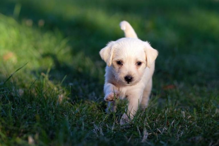 Dog owners responsible for scooping after their pets