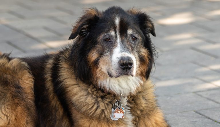 March 31 deadline for 2021 dog tags