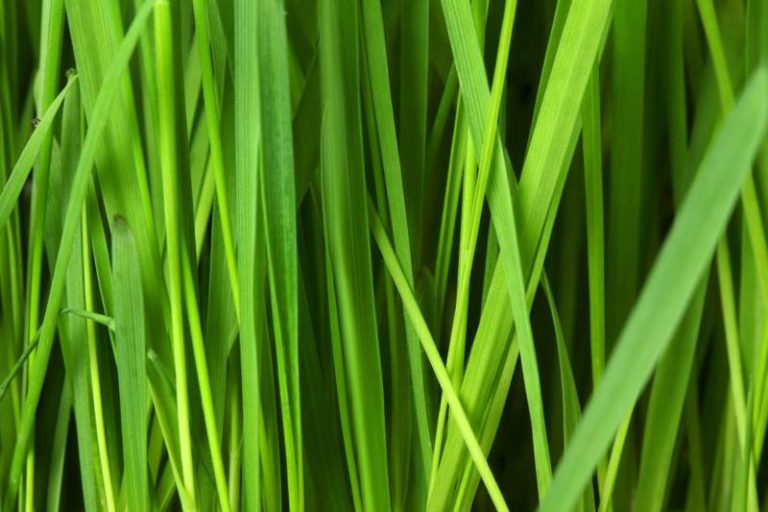 Input sought on allowing naturalization of private lawns and yards in Chatham-Kent