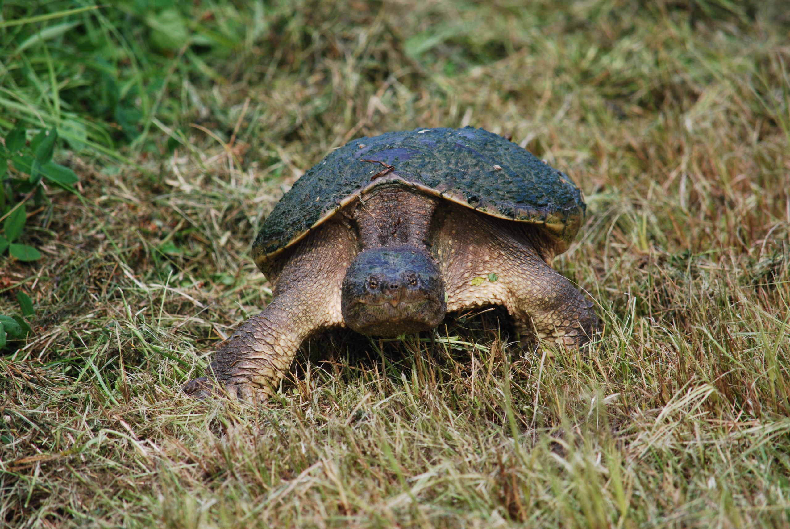 why-did-the-turtle-cross-the-road