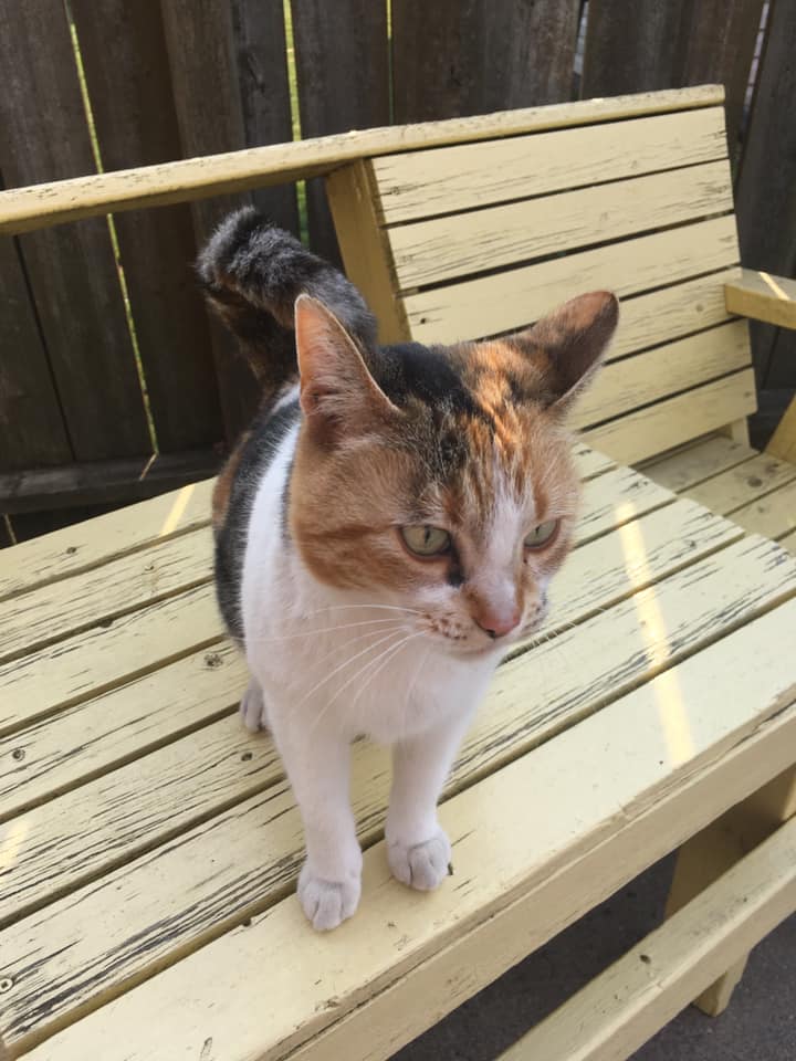 Callie is missing in Port Lambton