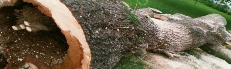 CK Tree Care – Hazard Assessment