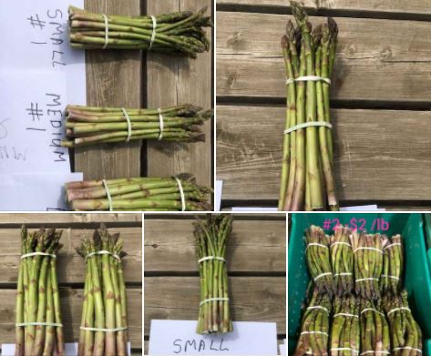 Sunshine Farms, take a drive for our delicious asparagus!