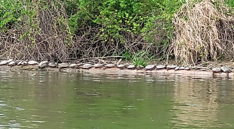Turtles lounging in the Sydenham River in Wallaceburg
