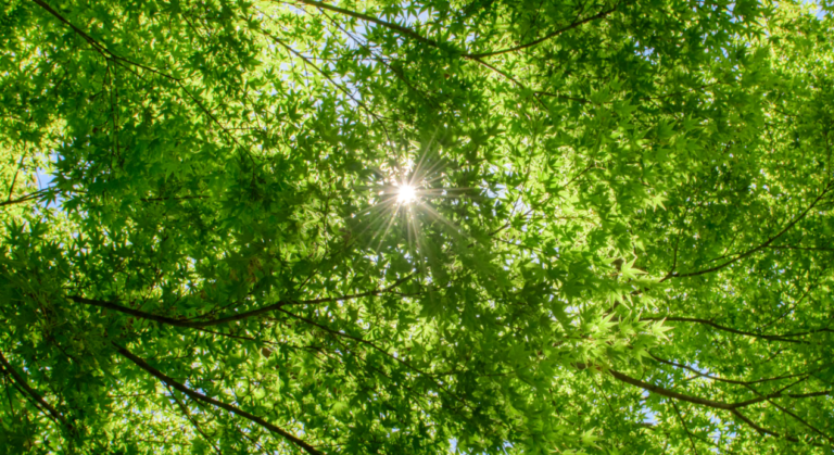 Wallaceburg to plant more than 150 trees at Crothers Park for TD Tree Days