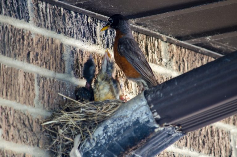 Lesson from a robin