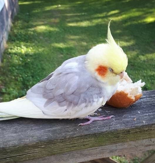 Pet bird found in Moraviantown