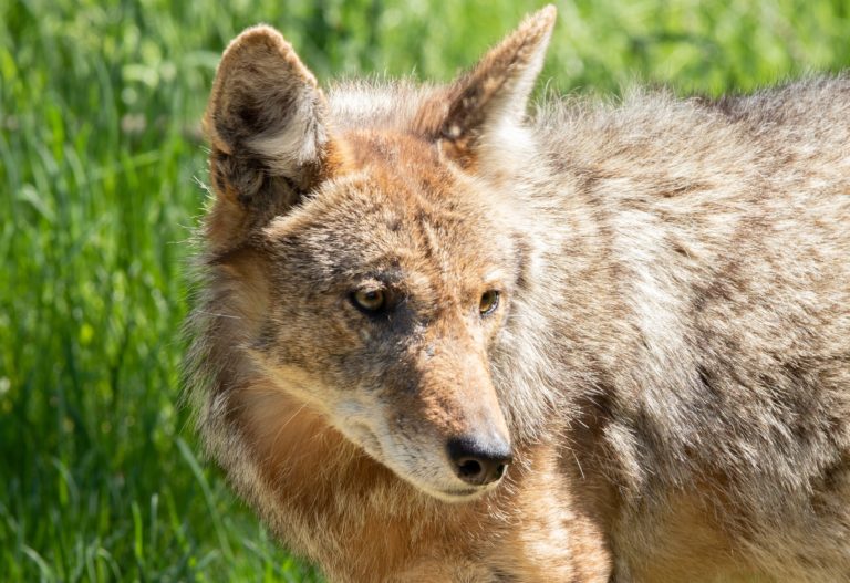 Coyote spotted in Glen Mickle Park in Wallaceburg (Video)