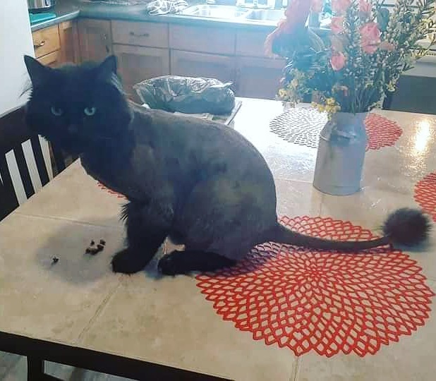 Buddy is missing in Wallaceburg