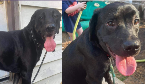 UPDATE- Home.  Two dogs found roaming McNaughton Ave Wallaceburg