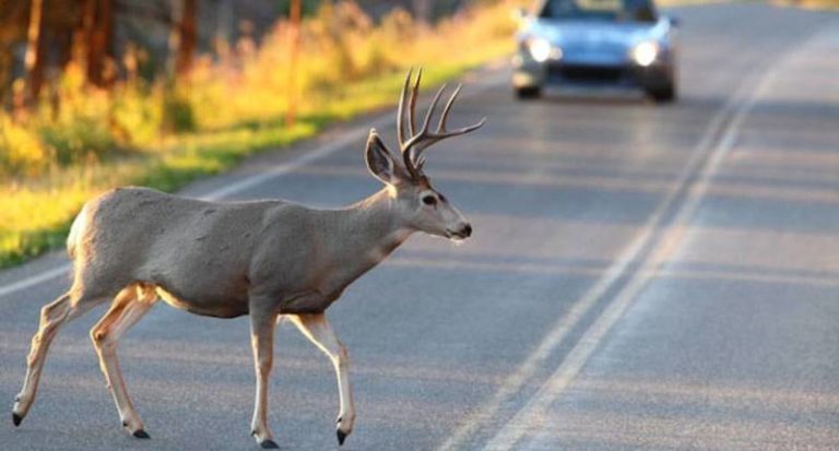 Police: Watch for wildlife