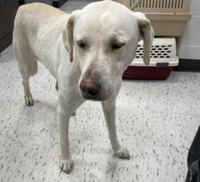Dog found in Wallaceburg