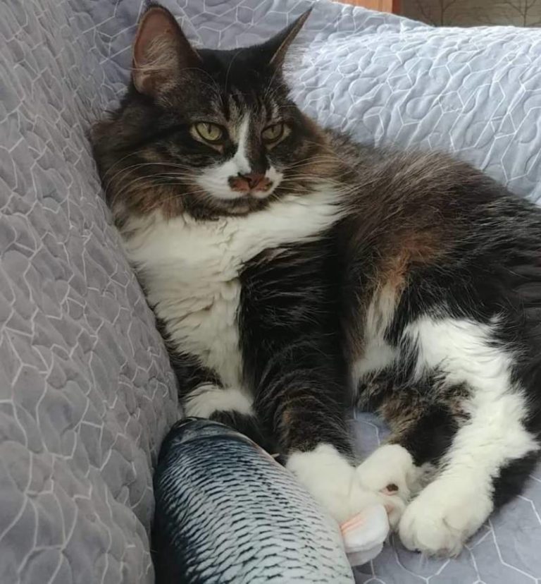 Mister is missing in Dresden