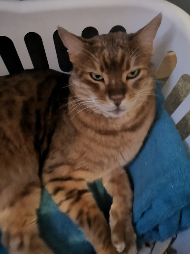 Bengal cat missing from Tupperville