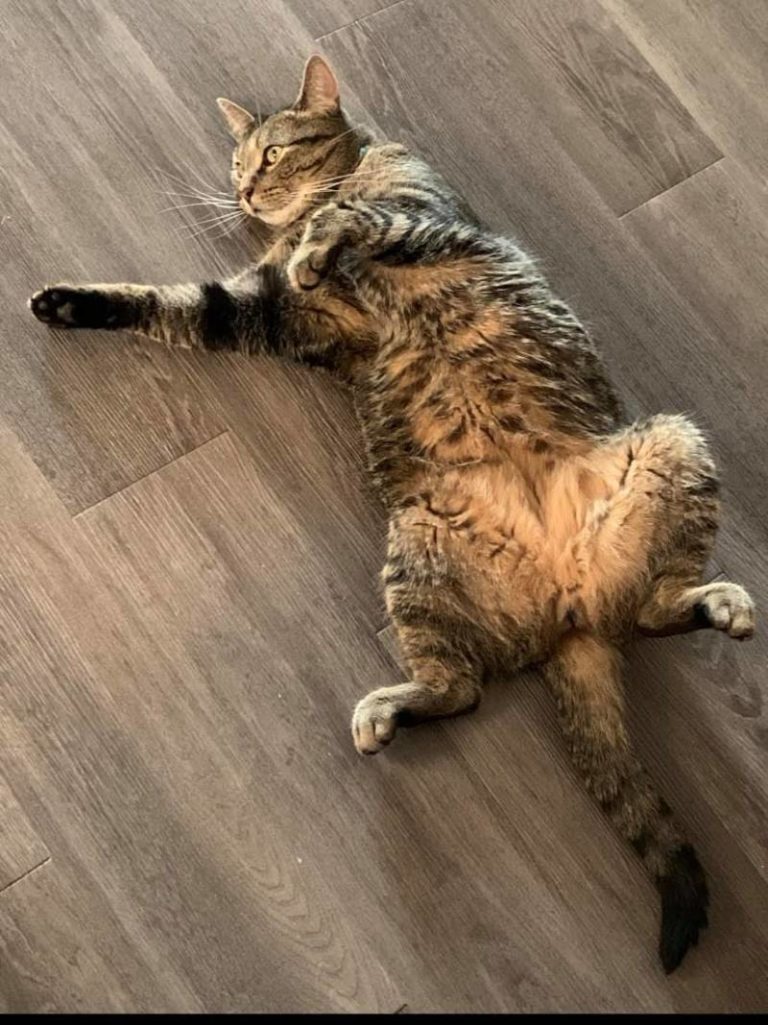 Missing cat from Wallaceburg