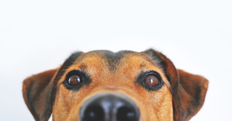 Free Pet Pantry needs help