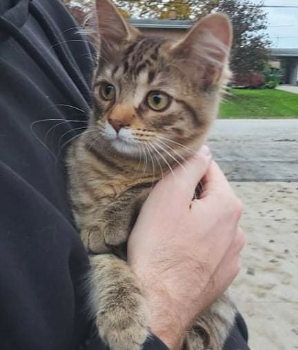UPDATE – Home!   Kitten found in Wallaceburg