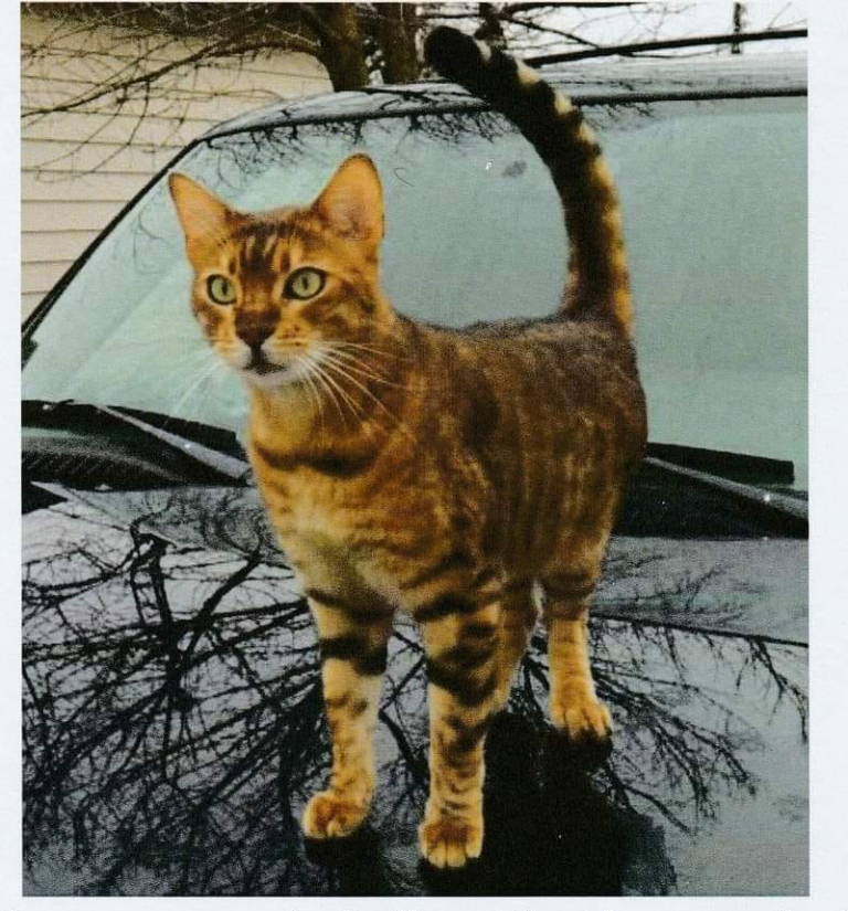 Missing cat near Tupperville/ Dresden (reward for return)