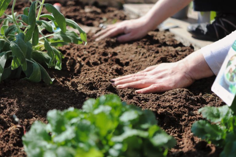 CK Public Health launches new online hub for community gardens