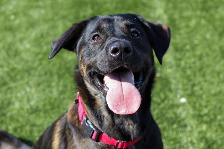 PAWR launches second ‘Under One Roof’ fundraising campaign