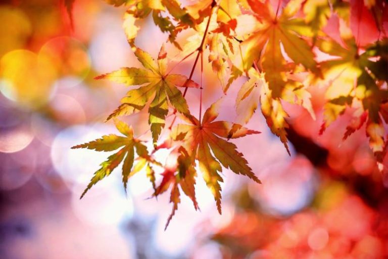 Mainly sunny, high 18°C