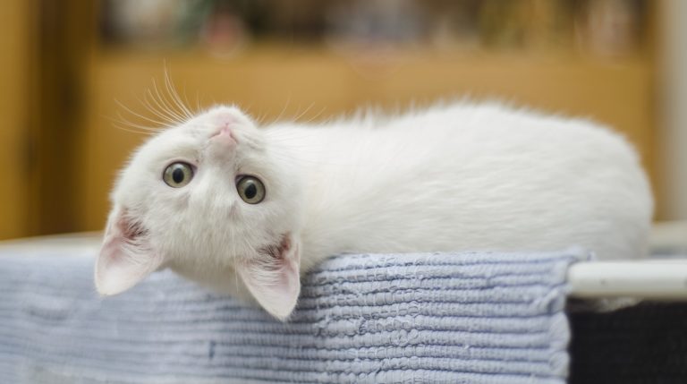Chatham-Kent’s animal shelter ‘bursting at the seams’
