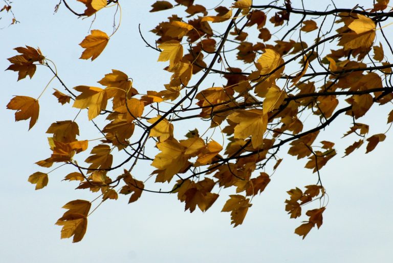 Strong winds expected Saturday, special weather statement issued