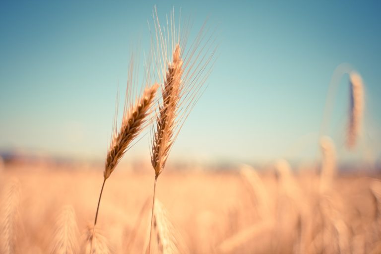 Ontario celebrates Local Food Week and honours province’s farmers