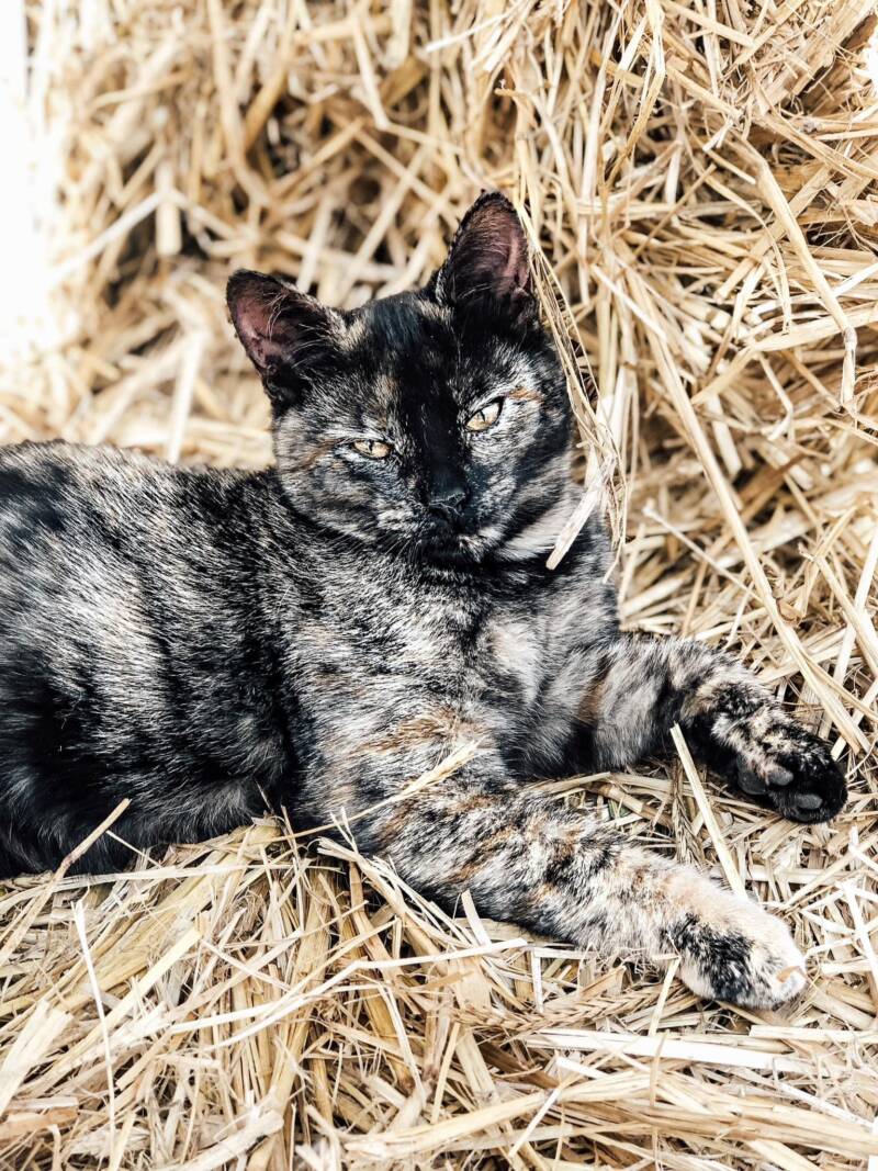 P.A.W.R has barn cats up for adoption | Wallaceburg News | Local news ...