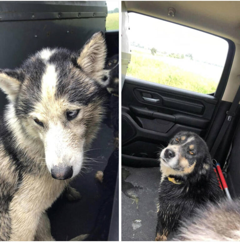 2 dogs found near Dresden