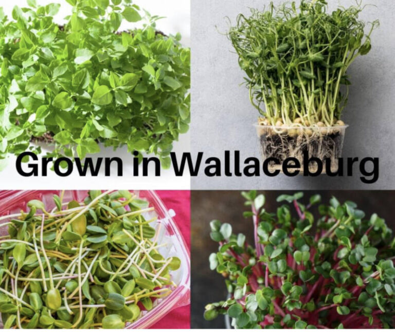 TLC Microgreens Farm